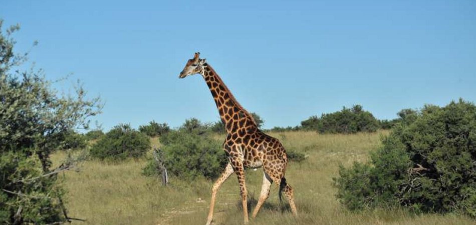 African safari game drives – five things you must know
