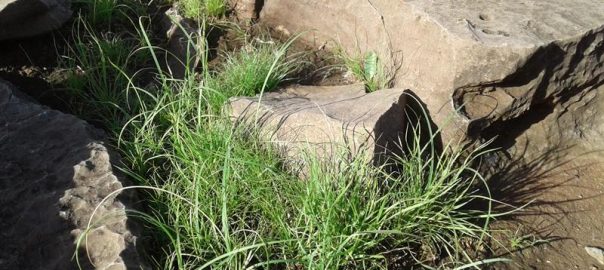 The culture of South Africa - Our Uniqueness