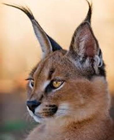 Caracal Eco Route - Northern Cape South Africa