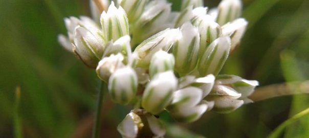 Reasons to Love Spring in South Africa